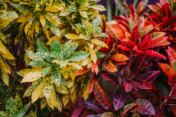 Colorful Croton Leaves Background.  Codiaeum variegatum. Beautiful natural backdrop with croton plant at tropical park. Close up of Vibrant Croton leaf © Алина Троева