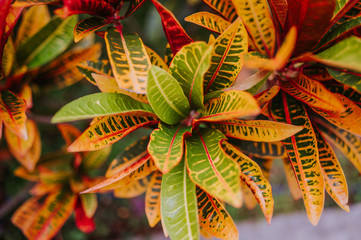 Colorful Croton Leaves Background.  Codiaeum variegatum. Beautiful natural backdrop with croton plant at tropical park. Close up of Vibrant Croton leaf © Алина Троева