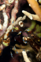 The surprising underwater world of the Indian and Pacifical Oceans