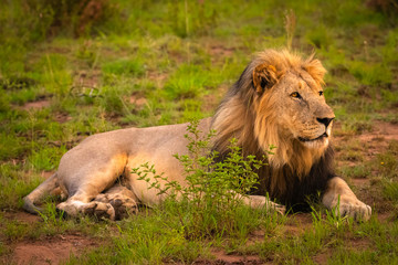 Big male lion lying on the grass, Pilanesberg National Park, South Africa.