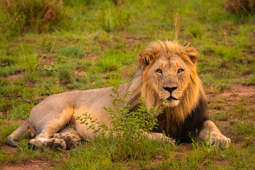 Male lion ( Panthera Leo Leo) enjoying the last hours of the day after a catch, Pilanesberg National Park, South Africa.