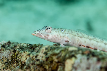 The surprising underwater world of the Indian and Pacifical Oceans