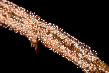 The surprising underwater world of the Indian and Pacifical Oceans