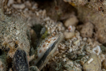 The surprising underwater world of the Indian and Pacifical Oceans