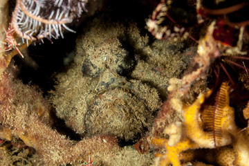 The surprising underwater world of the Indian and Pacifical Oceans