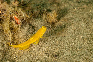 The surprising underwater world of the Indian and Pacifical Oceans