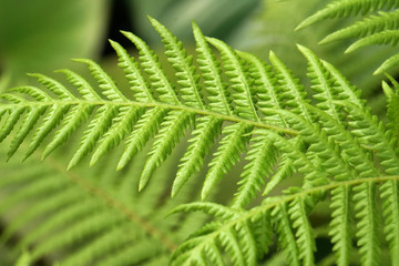 Macro Single Tropical Fern leaf with blurred background - Green nature image