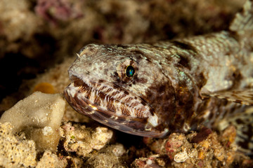 The surprising underwater world of the Indian and Pacifical Oceans