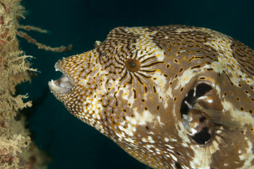 The surprising underwater world of the Indian and Pacifical Oceans