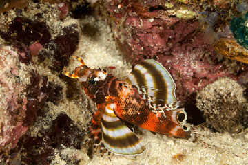 The surprising underwater world of the Indian and Pacifical Oceans