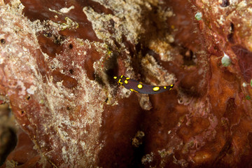 The surprising underwater world of the Indian and Pacifical Oceans