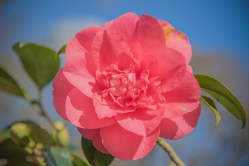 Closeup of Rhododendron shilsonii flower in Isabella Plantation