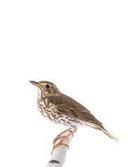 Song thrush isolated on a white background.