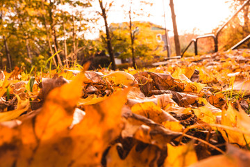 Colorful autumn laves on the ground glowing in sunlight Gothenburg, Sweden