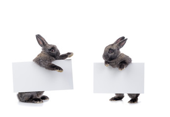 Two rabbits talk about the approach of Easter.