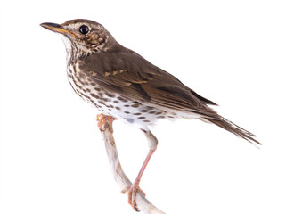 Song thrush isolated on a white background.