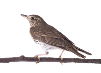 Song thrush isolated on a white background.
