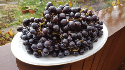 Weintrauben Grapes