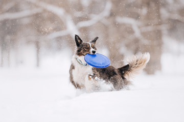 border collie dog playing with a flying disc outdoors