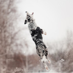 border collie dog jumping up in the snow outdoors