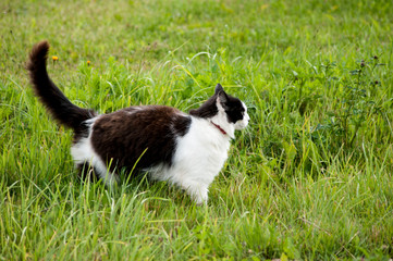 Fototapeta na wymiar Fluffy cat walking in the grass 