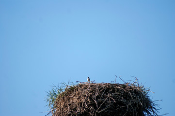 Sparrow in stork's nest