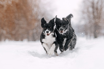 two border collie dogs running in the snow