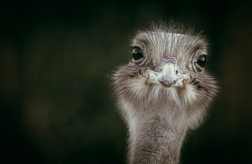 portrait of ostrich looking at camera