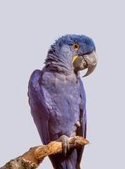 Blue parrot on light background