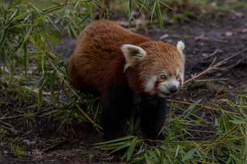 red panda on the prowl