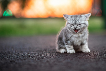 Grey Kitten Sitting in Sunshine in the Street