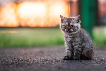Naklejka na ściany i meble Grey Kitten Sitting in Sunshine in the Street