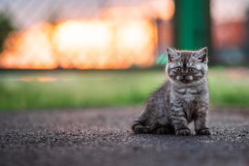 Naklejka premium Grey Kitten Sitting in Sunshine in the Street