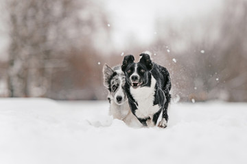 Naklejka na ściany i meble two border collie dogs running in the snow