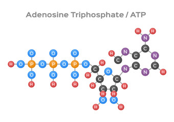 Adenosine triphosphate ( ATP ) molecule vector