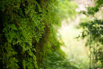 Fototapeta na wymiar ferns growing on the wall