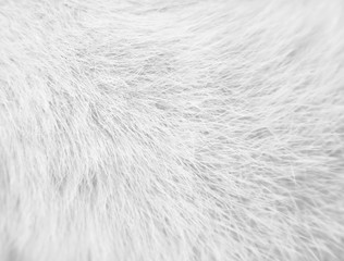 Cat fur soft surface , animal short smooth patterns nature white gray background