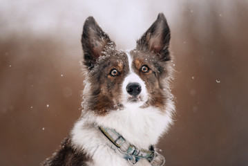 adorable border collie dog posing outdoors in winter