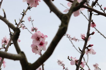 アーモンドの花