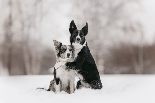 two border collie dogs hugging in the snow outdoors