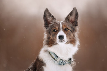 adorable border collie dog posing outdoors in winter