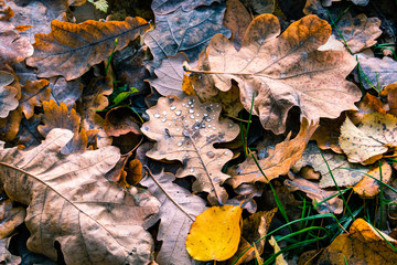 Rain drops on disgraced oak leaves.