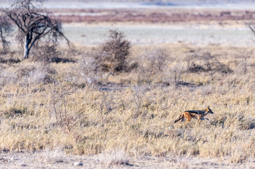 Naklejka na ściany i meble A side-striped Jackal -Canis Adustus- hunting for prey in Etosha National Park, Namibia.