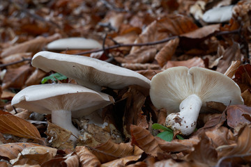 Edible mushroom Clitocybe nebularis in the beech forest. Known as Lepista nebularis, clouded agaric...