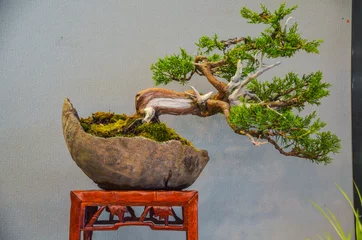 Fotobehang Bonsai bonsai - Japanese miniature trees  © Marco Antonio