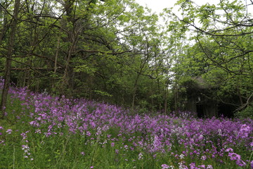 Nature Hike in Forest