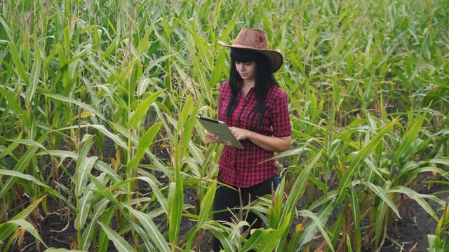 smart eco agriculture farming concept . farmer girl plant researcher a uses and touch tablet while checking corn on the farm lifestyle . woman with digital tablet works in the field