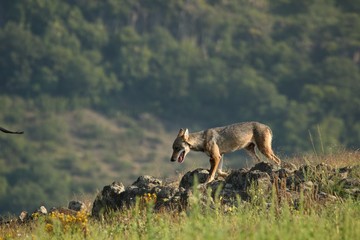 A Eurasian grey wolf (Canis lupus lupus) staying in the green grass with yellow flowers, on the rock and looking around.