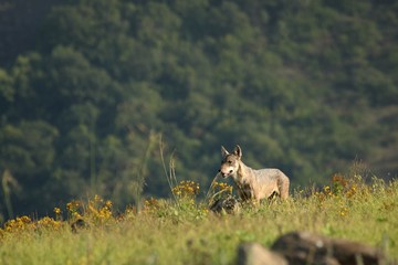 A Eurasian grey wolf (Canis lupus lupus) staying in the green grass with yellow flowers, on the rock and looking around.