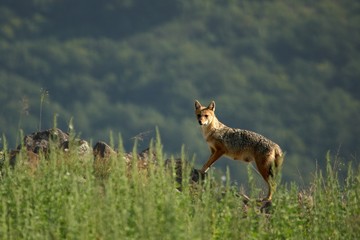 A Golden Jackal (Canis aureus) walking through the green grass and rocks with green background.